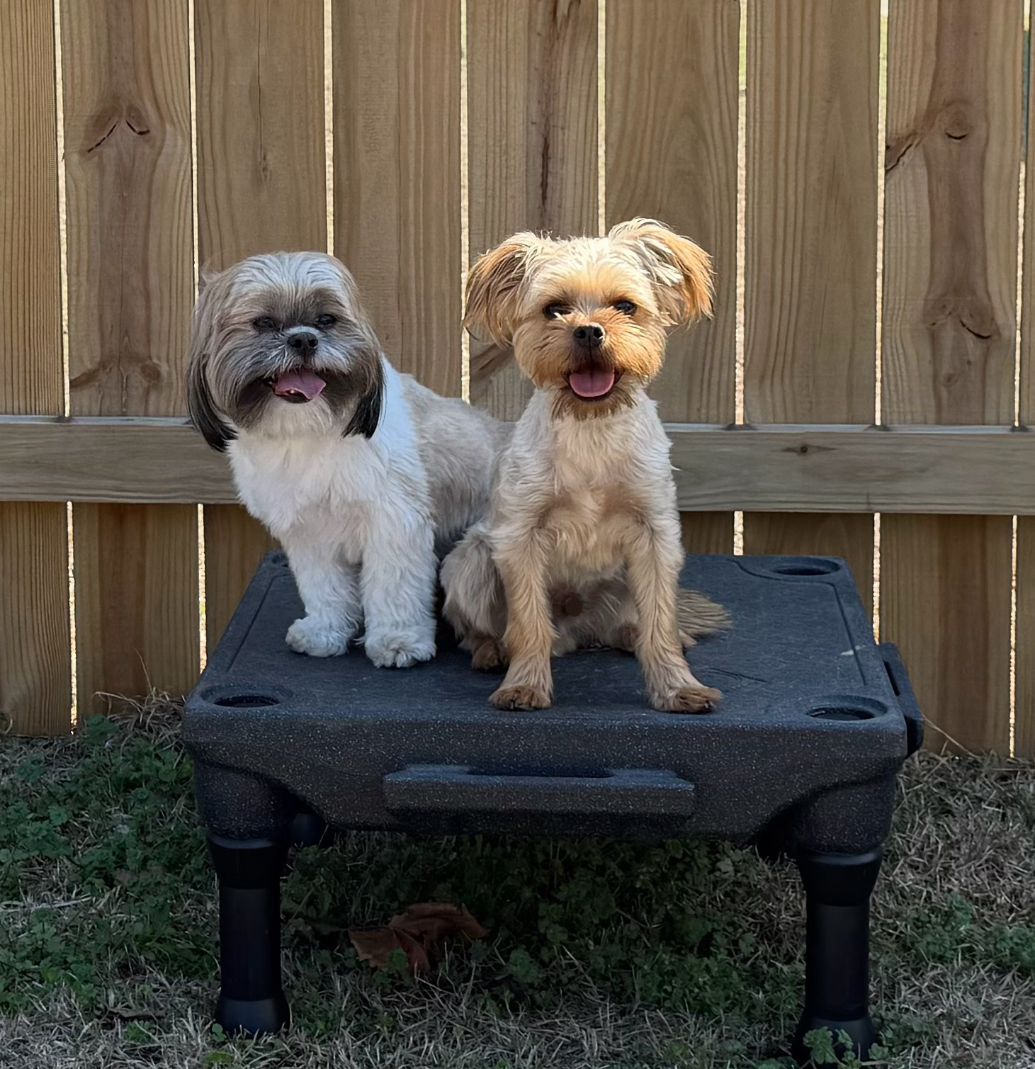 Max and Louie seated together on an elevated training platform.