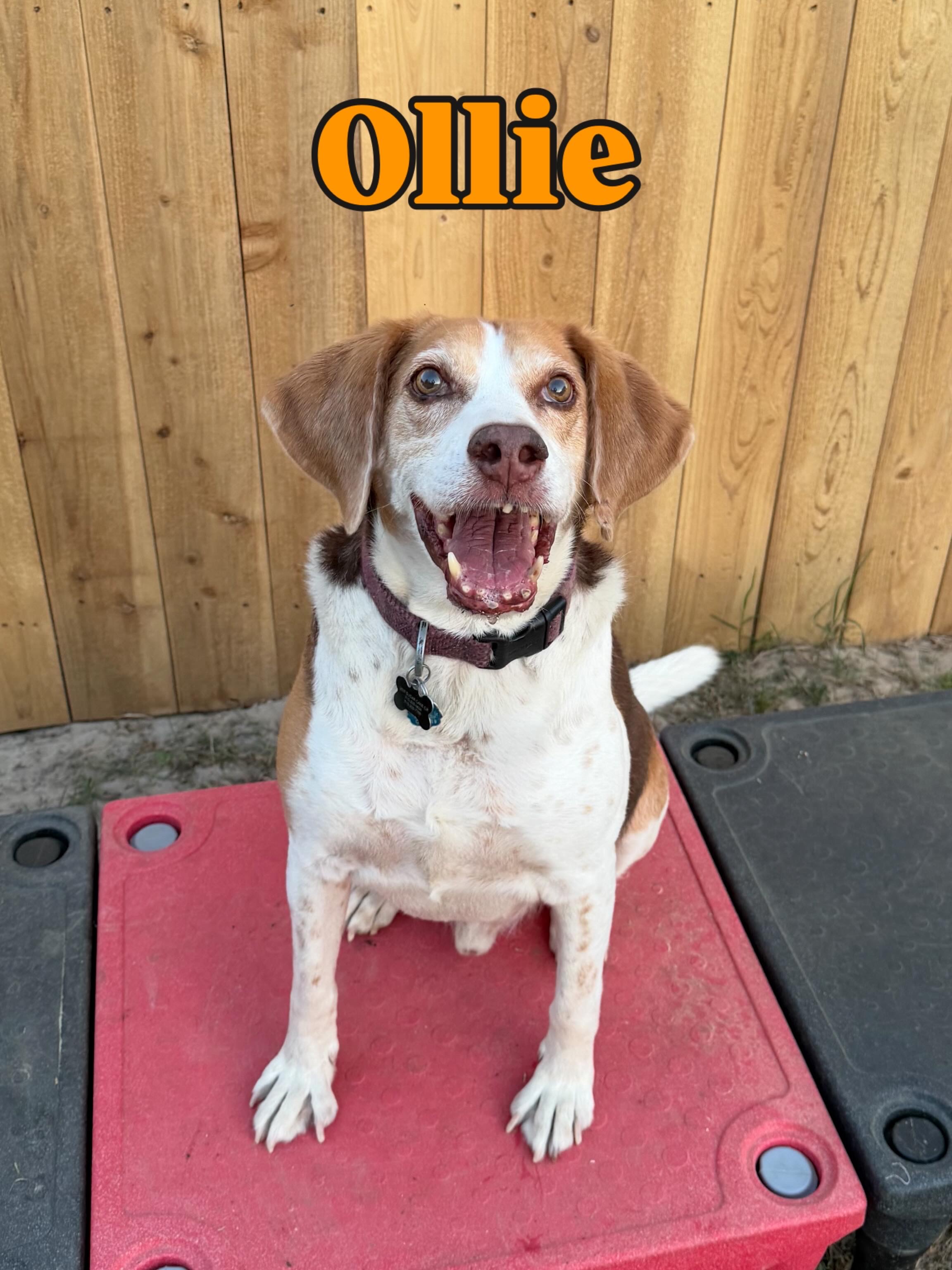 Ollie, a reddish brown and white dog seated outdoors.