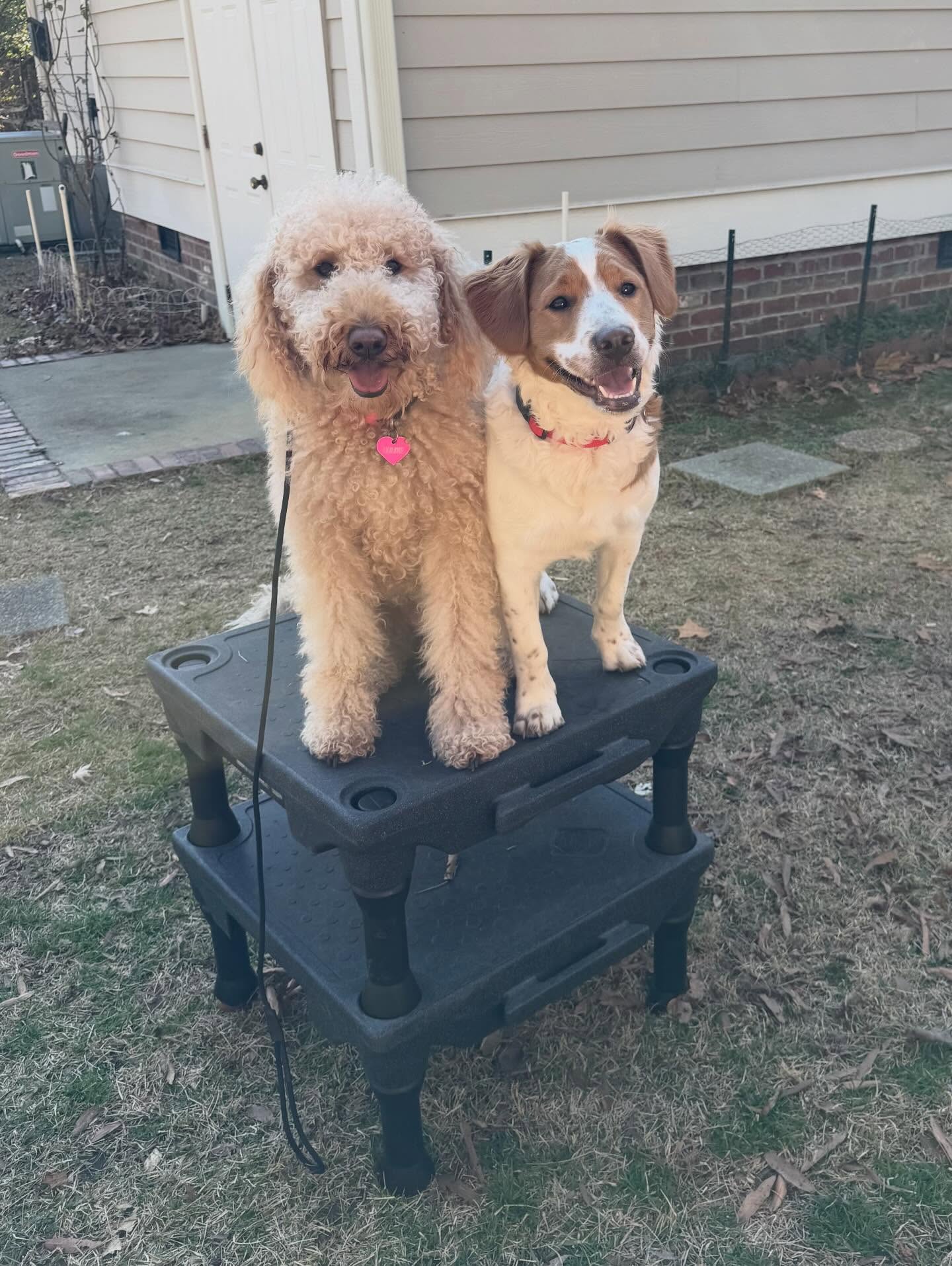 Sammy and Goldie training in the backyard at Maximus K9.