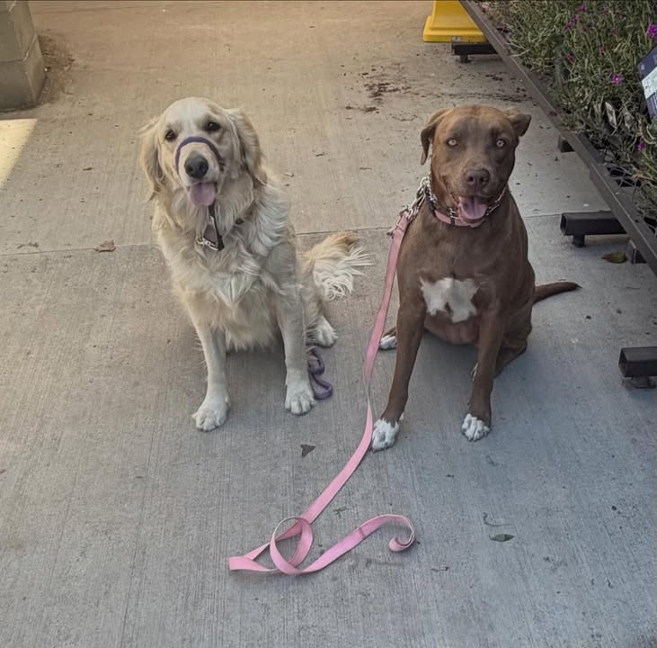 Ripley and Echo during a Maximus K9 training visit to Lowe's.