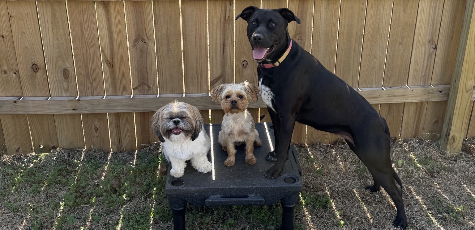 Max, Louie, and Iga sitting together on an elevated training platform.
