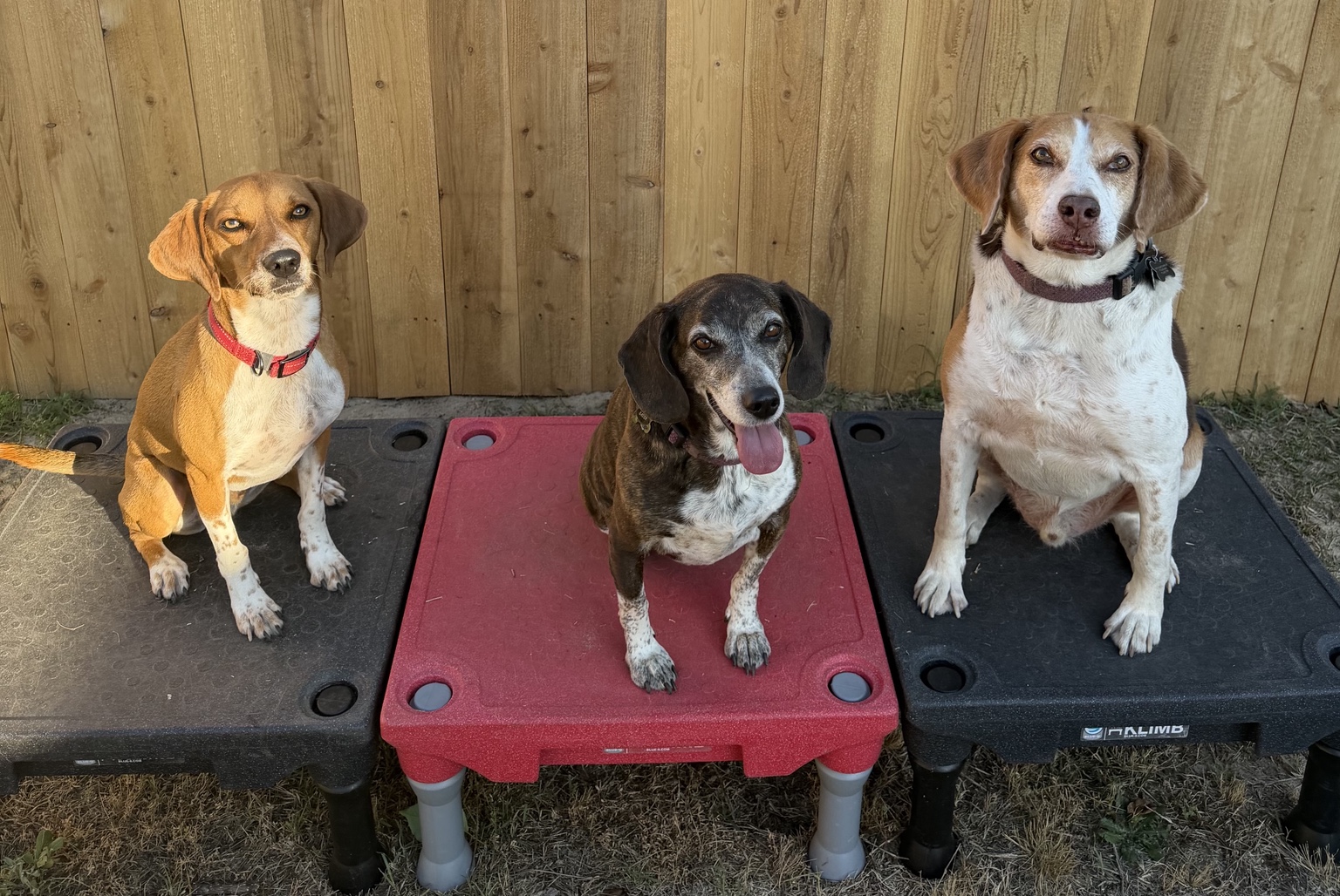 Frankie, Gator and Ollie sitting on their training platforms outdoors with Maximus K9