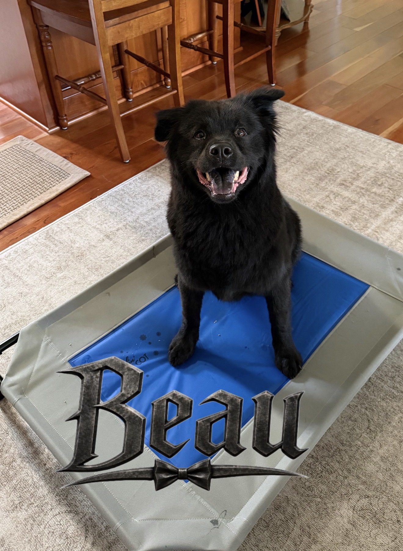 Beau, a fluffy black dog, sitting on a raised dog bed indoors.
