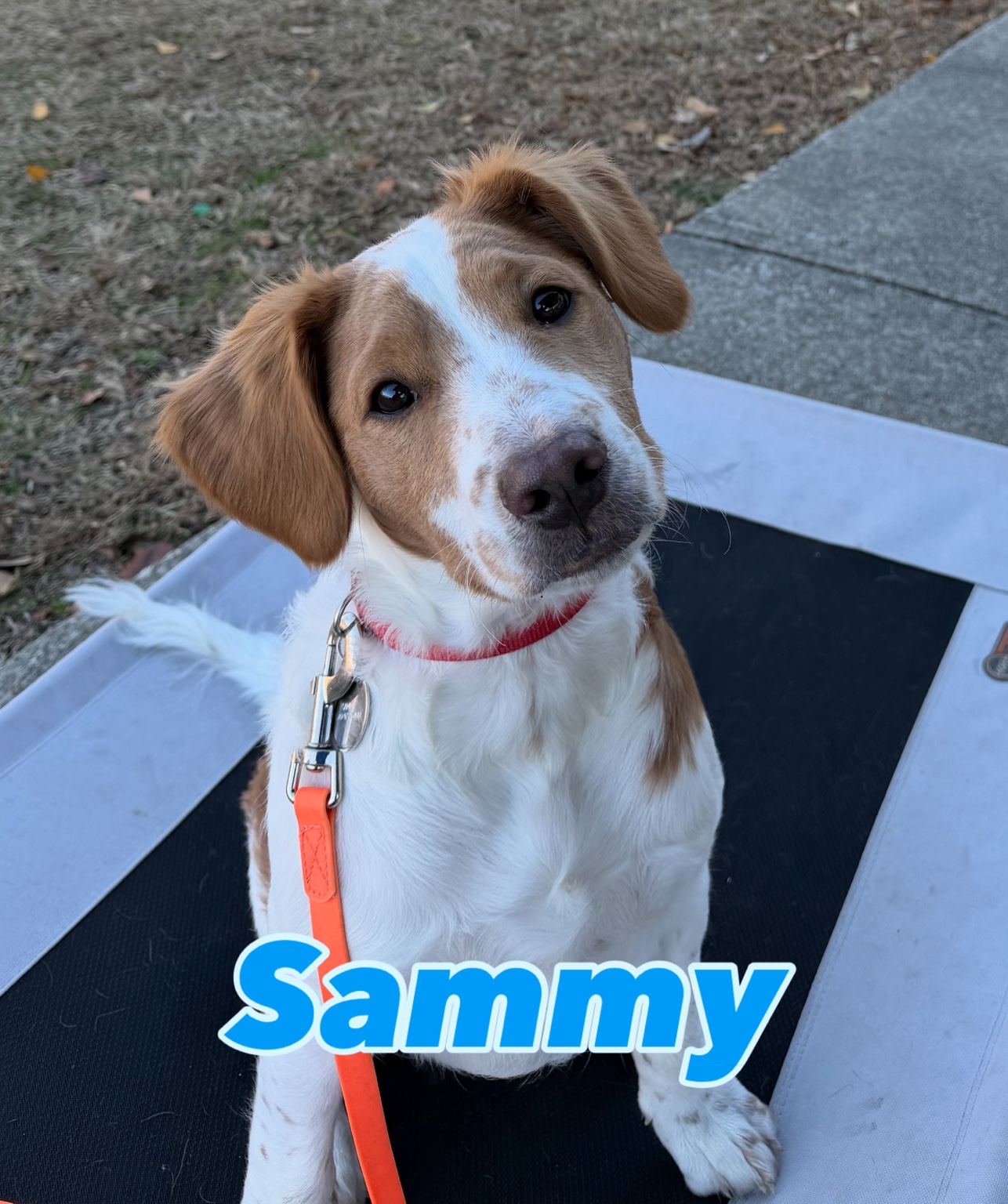 Sammy, a white and tan dog on an elevated training platform.