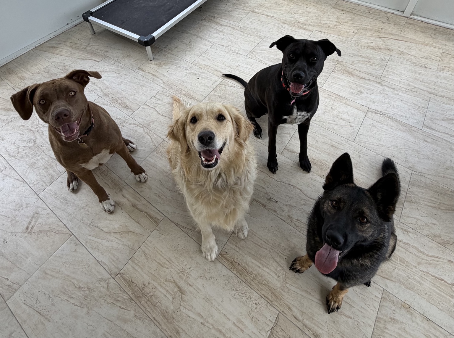 Echo, Ripley, Iga, and Rookie posing together indoors.