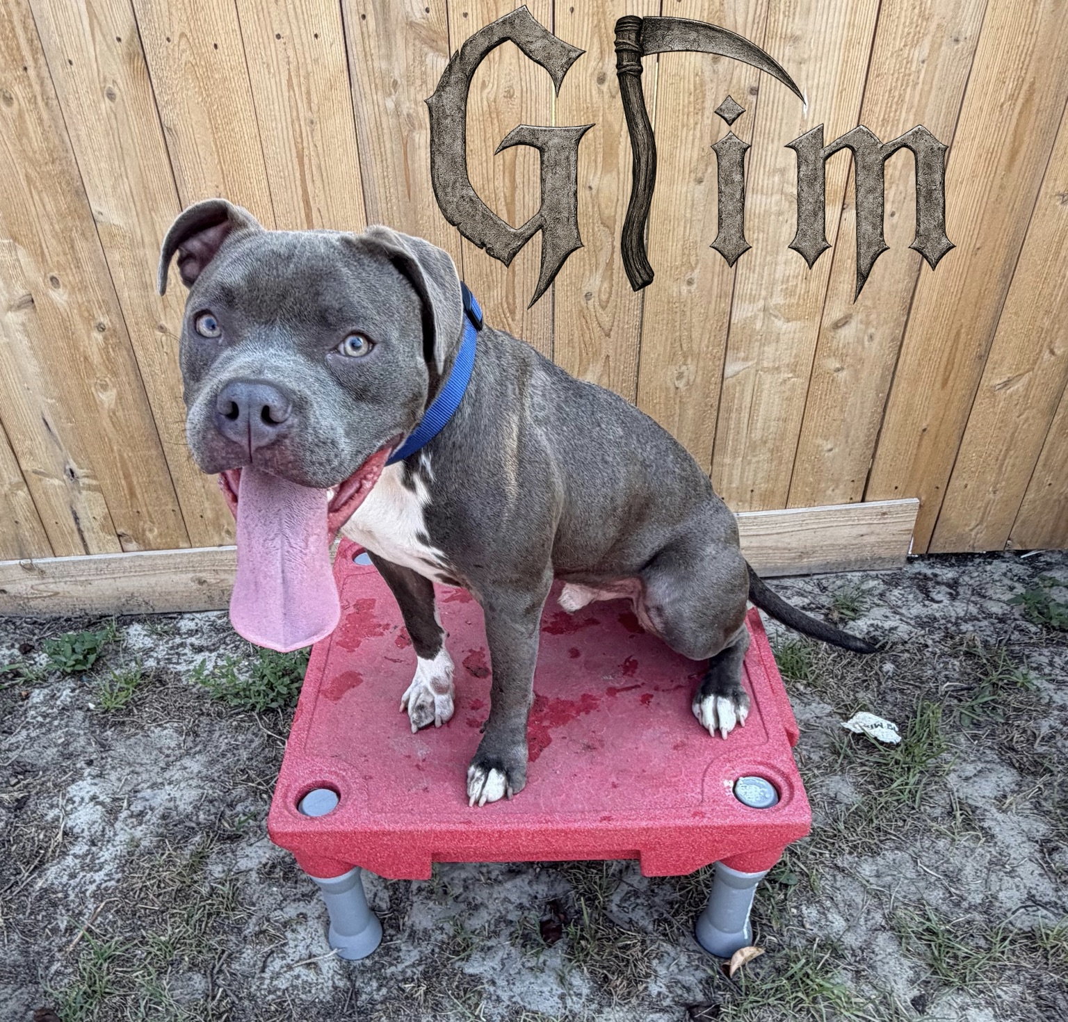 Grim, a gray dog with a blue collar seated on a training platform.